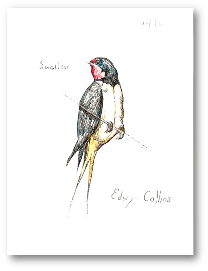 Swallow - Edwyn Collins